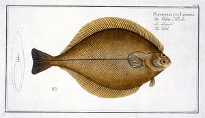 Dab (Pleuronectes Limanda) Plate XLVI from 